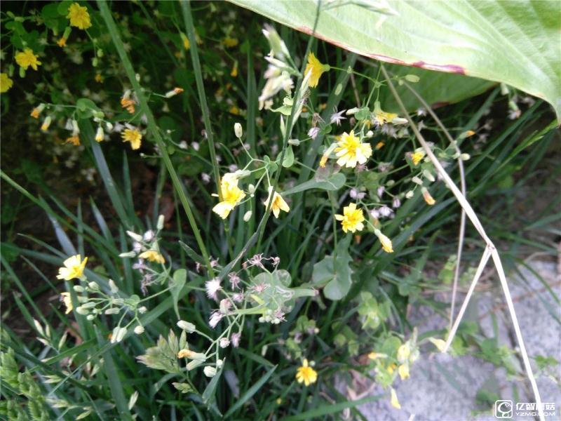 流暢不卡頓才是真的好 聯(lián)想ZUK Z2評測