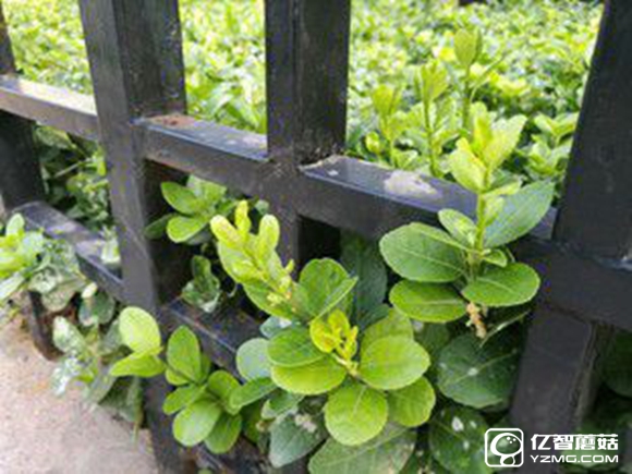 適合手機推薦 標題待定     （不發(fā)布） 