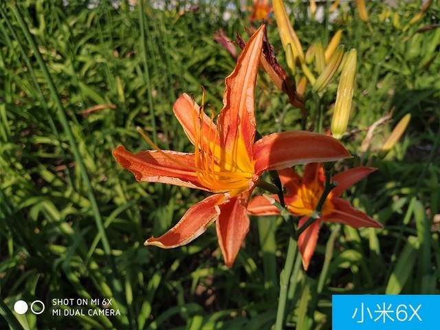 聯(lián)想Z5、小米6X、魅藍(lán)E3拍照對(duì)比評(píng)測(cè) 千元機(jī)相機(jī)對(duì)決