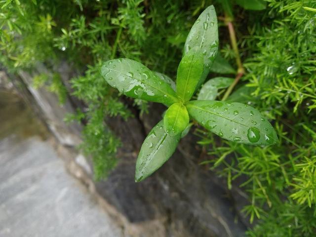 紅米6 Pro值得買嗎？紅米6 Pro全面屏評測